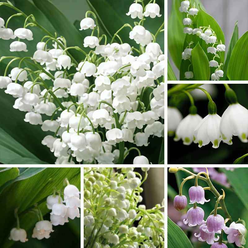 Lily of the Valley Seeds
