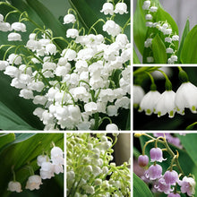 Lily of the Valley Seeds