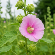 Hollyhock Seeds