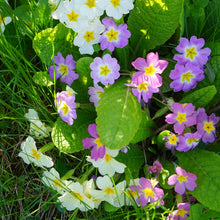 Primrose Seeds