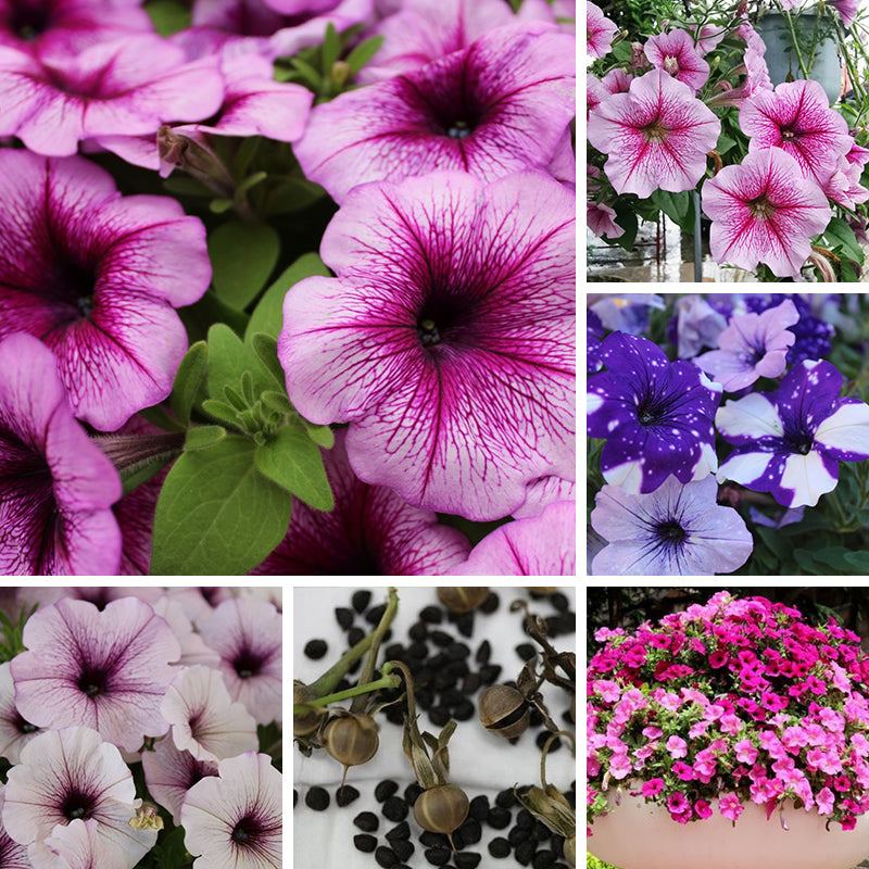 Petumia Hybrida Flower Seeds 100000