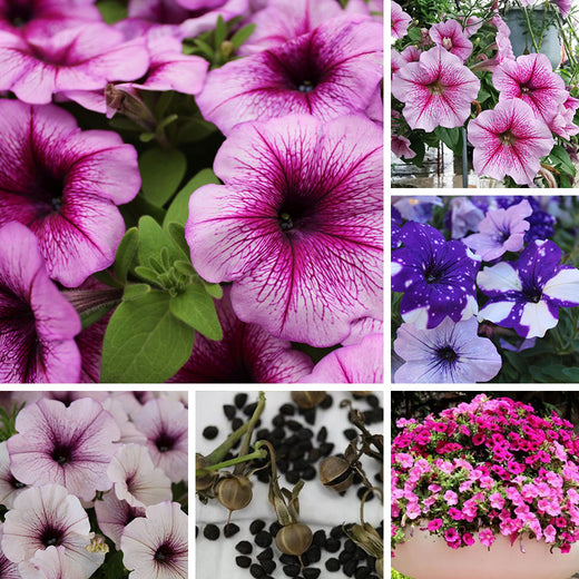 Petumia Hybrida Flower Seeds 100000