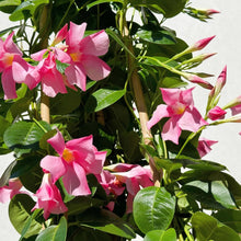 Mandevilla Sanderi Flower Seeds