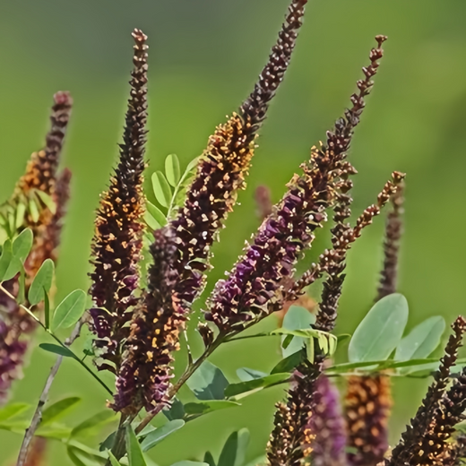 False Indigo Bush Seeds