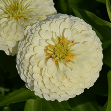 White Zinnia Seeds