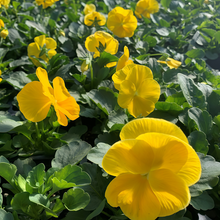 Yellow Viola Seeds