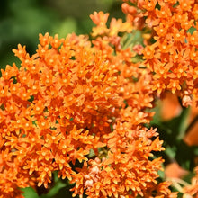 Tangerine Butterfly Milkweed Seeds