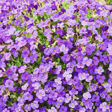 Pink Aubrieta Seeds