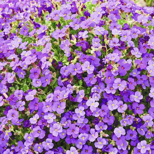 Pink Aubrieta Seeds