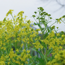 Woad Seeds
