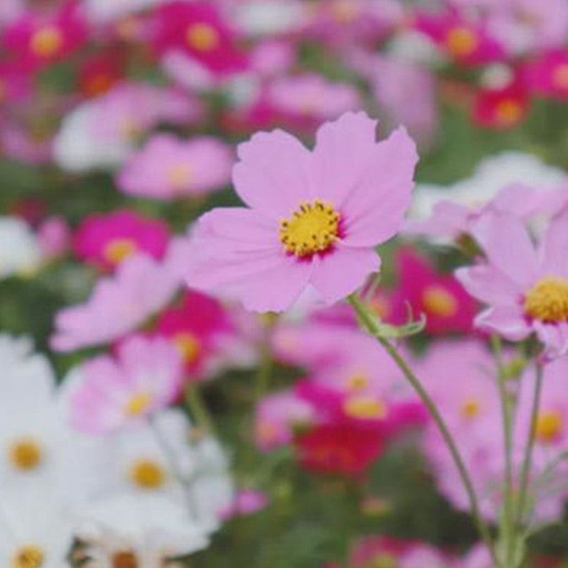 Cosmos Bipinnata Seeds - Tubular Mix Larger Packet High Germination 600-3000 Onsaleseeds