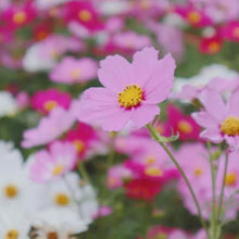 Mix Cosmos Seeds