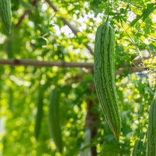 Bitter Melon Seeds