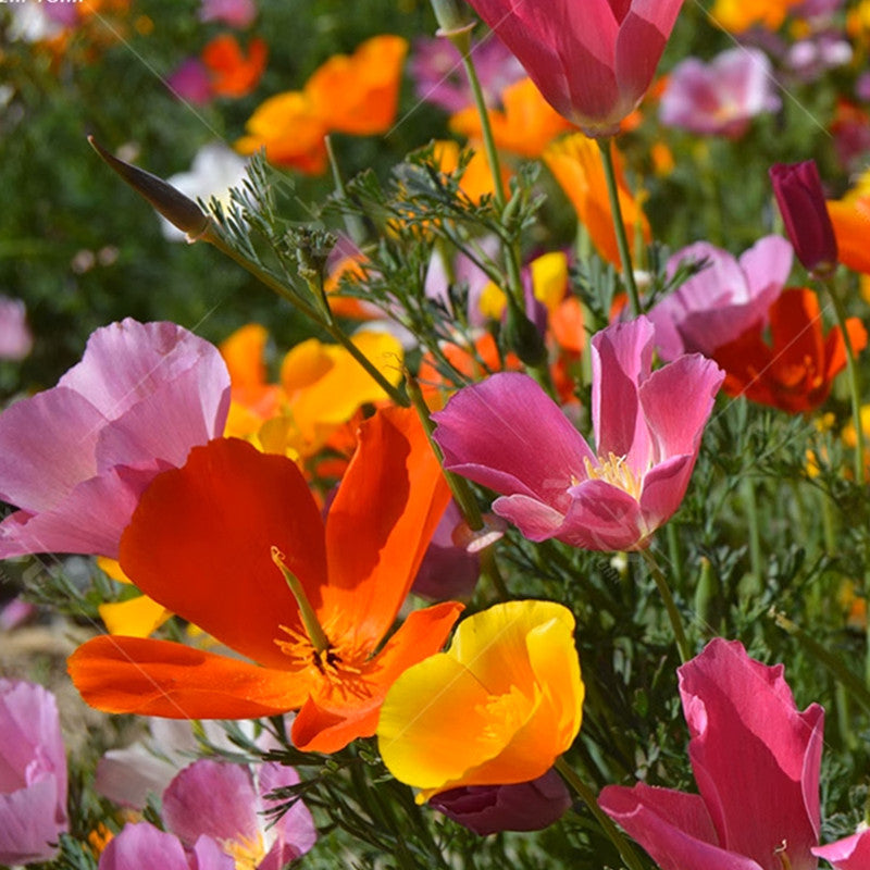 California Poppy Seeds - Mix Larger Packet High Germination 1500-7500 Onsaleseeds
