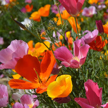 Mix California Poppy Seeds