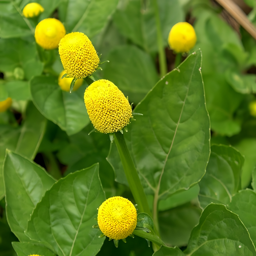 Yellow Toothache Seeds