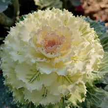 Ornamental Kale Seeds - White Flat Leaf