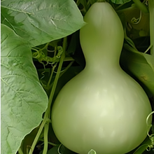 Green Calabash Bottle Gourd Seeds