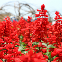 Sage Seeds - Red Queen