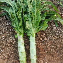 Garden Lettuce Seeds