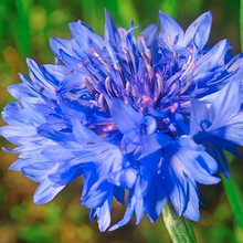 Cornflower Seeds - Blue