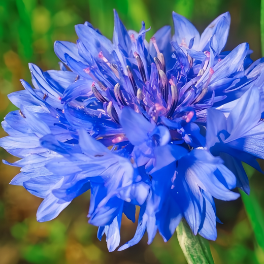 Cornflower Seeds - Blue