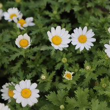 German Chamomile Seeds