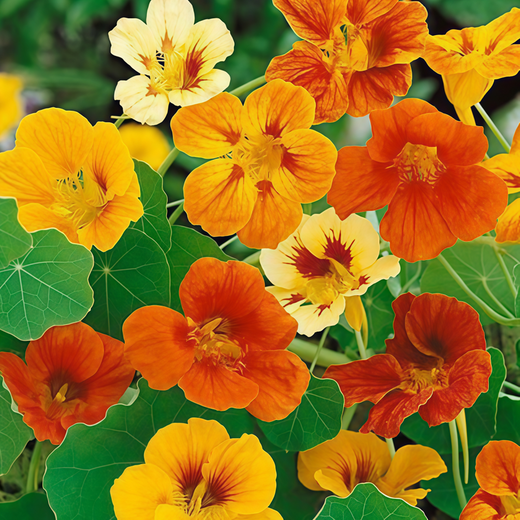 Orange Nasturtium Seeds