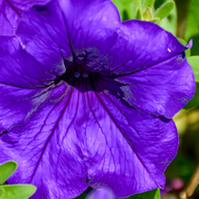 Red Petunia Seeds
