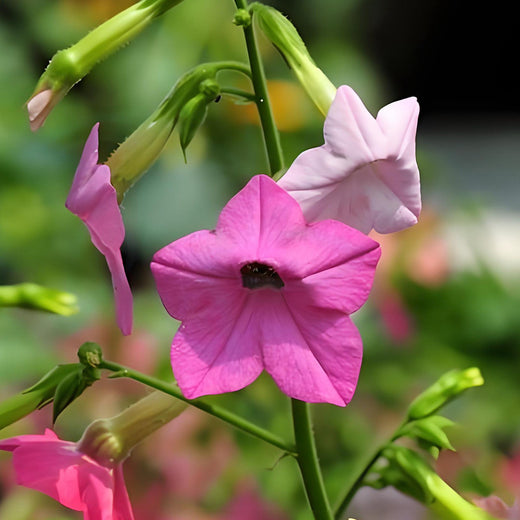 Flowering Tobacco Seeds - Mix