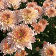 Candy Chrysanthemum Seeds