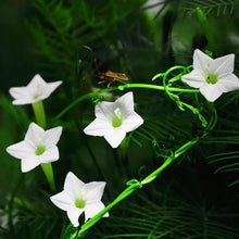 Mix Morning Glory Seeds