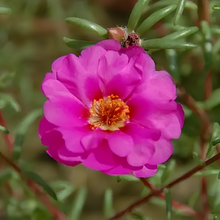 Moss Rose Seeds - Rose Red