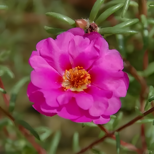 Moss Rose Seeds - Rose Red