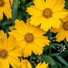 Lanceleaf Coreopsis Seeds - Yellow Single Petal