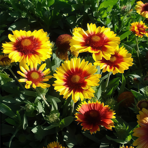 Yellow Blanket Flower Seeds