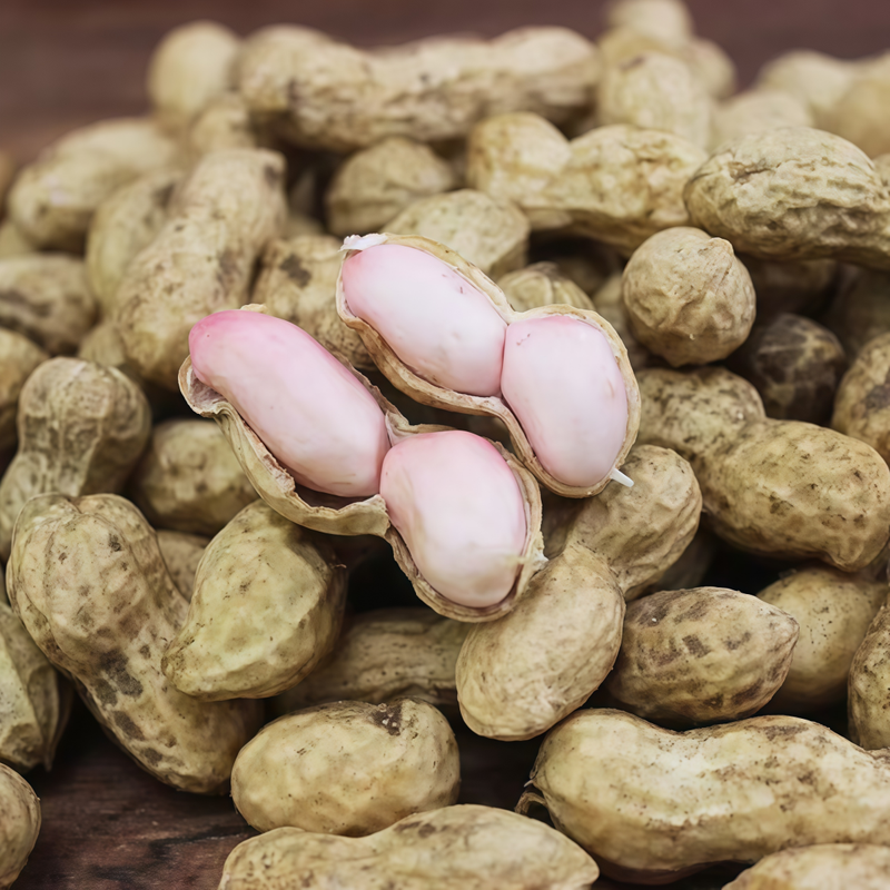 Arachis Hypogasa Linn - Larger Packet High Germination 500-2500 Onsaleseeds