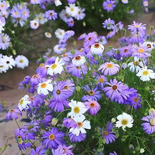 Swan River Daisy Seeds - Mix