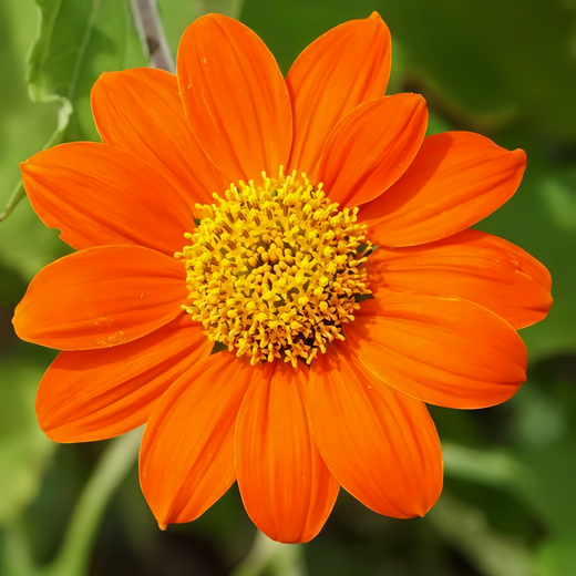 Orange Zinnia Seeds