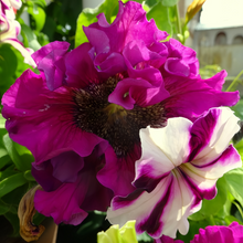Mix Petunia Seeds
