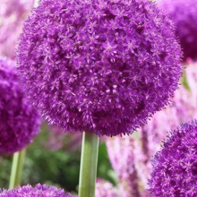 Red Chives Seeds