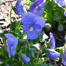 Pansy Seeds - Pure Blue