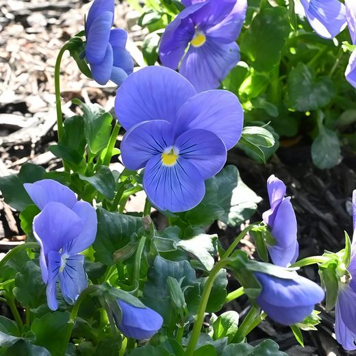 Pansy Seeds - Pure Blue