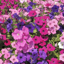 Mix Petunia Seeds