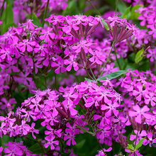Catchfly Seeds - Purplish Red