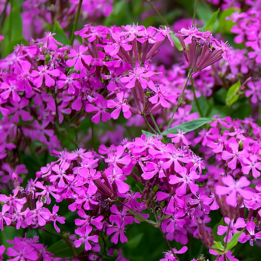 Catchfly Seeds - Purplish Red