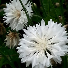 Cornflower Seeds - White