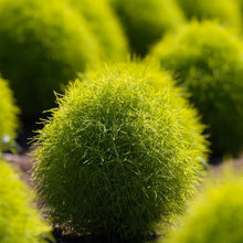 Kochia Seeds - Green