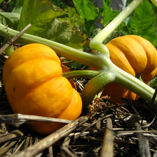 Golden Orange Squash Seeds