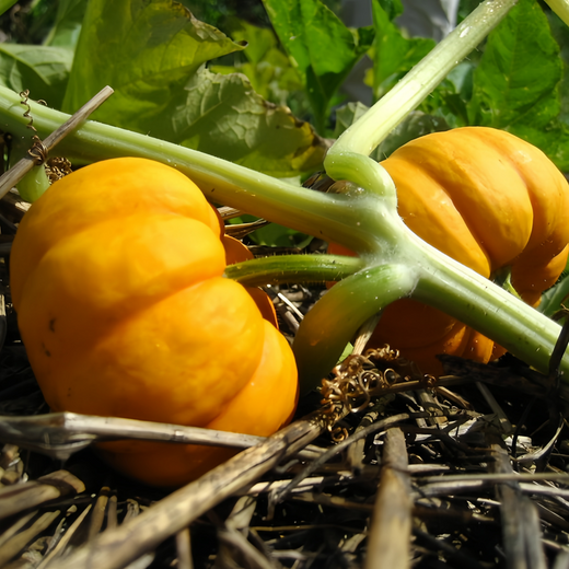 Golden Orange Squash Seeds